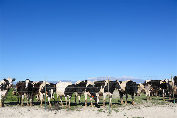 常温纯牛奶中禁止添加复原乳，集成供应链怎么看？